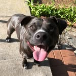 rio.the.pittie profile picture
