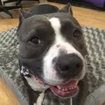 ripley_the_pibble profile picture