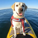 rippinrosiedog profile picture