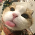 rishinism profile picture