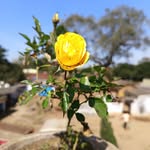 rishiraj7667 profile picture