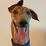 riskitallpaul profile picture