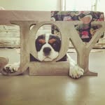 rita_the_cavalier profile picture