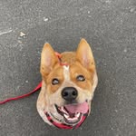 rj.the.red.heeler profile picture