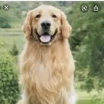 rmandeep346 profile picture