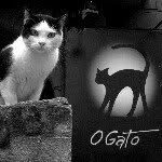 robertogouveia profile picture