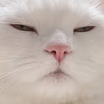 robertryadi profile picture