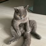 robin_cat_macau profile picture