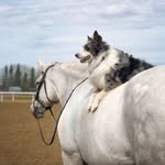 robinhoodtheaussie profile picture