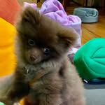 robocopthepom profile picture