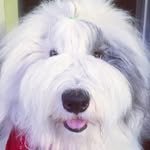 rocco_roni profile picture