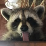rockette_the_raccoon profile picture