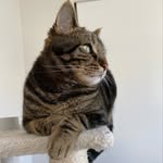 rocket_the_cat_official profile picture