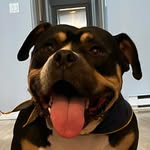 rockholddonatellonybc profile picture