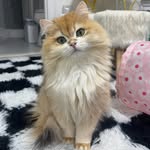 rockiethekittie profile picture