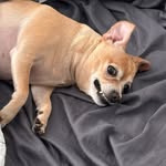 rocksandclaws profile picture