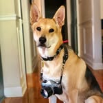 rockyandtherescuer profile picture