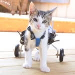 rocky_onwheels profile picture