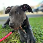 rockythebestboi profile picture