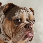 rodneyking profile picture