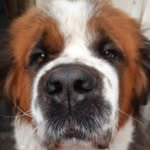 rodrigomakinasepulveda profile picture