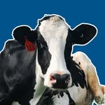 roguecreamery profile picture