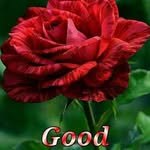 rohit_patel_br_01 profile picture