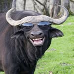 rojkamemes profile picture