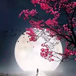 roksana48396 profile picture