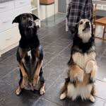 rolloandsadie profile picture
