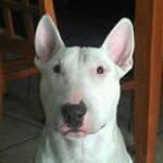 roman.zamora.7739 profile picture