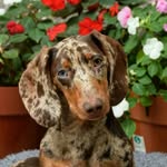 roman_el_salchi profile picture