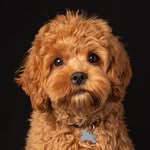 romeo_the_cavapoo profile picture