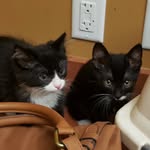 romey_and_juju profile picture