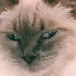 romy.and.sunny profile picture