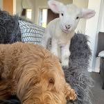 ronnieandsloane profile picture