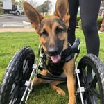 roo_and_his_friends_ profile picture