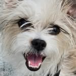 rooneythesato profile picture