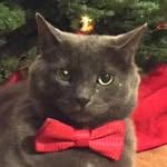 roosterthecat profile picture