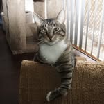 roothekangaroocat profile picture