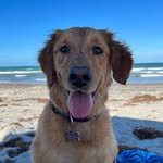 rory.girl_the.golden profile picture