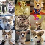 roscoe_meatball_luna profile picture