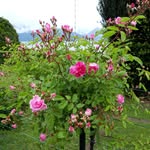 rosella.carraro profile picture