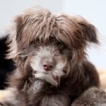 rosenbergthedog profile picture