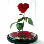 rosesandforever profile picture