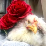 rosethechicken profile picture