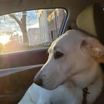 rosie_and_family profile picture