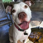 rosieposiepit profile picture