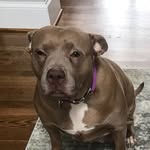 rosie_the_red_nose_pit profile picture