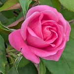 rosmarie.naturzauber profile picture